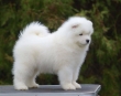Wow Cute Samoyed Puppies for sale.